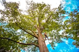 Best Seasonal Cleanup (Spring/Fall)  in Marrero, LA