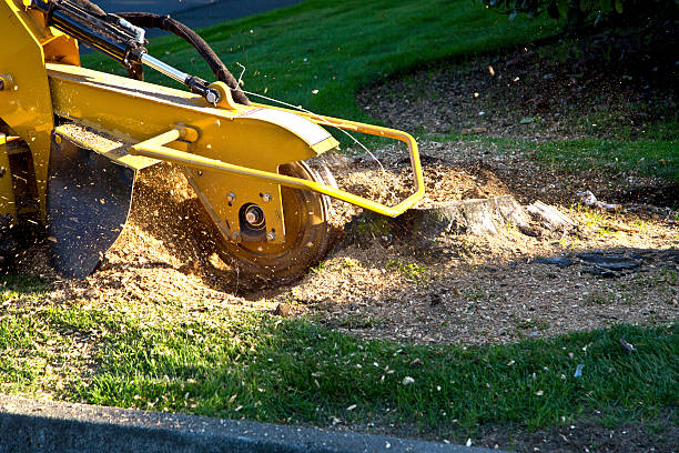 Best Storm Damage Tree Cleanup  in Marrero, LA