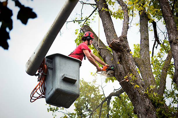 Seasonal Cleanup (Spring/Fall) in Marrero, LA